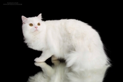 Caesar Ostrov Cat