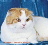Marxalot’s Cherry Pie Alamode