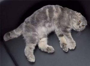 Котик, болен остеохондродисплазией